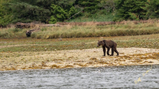 Imagen de un oso grizzly desnutrido por la falta de alimento en Canad&aacute;.
