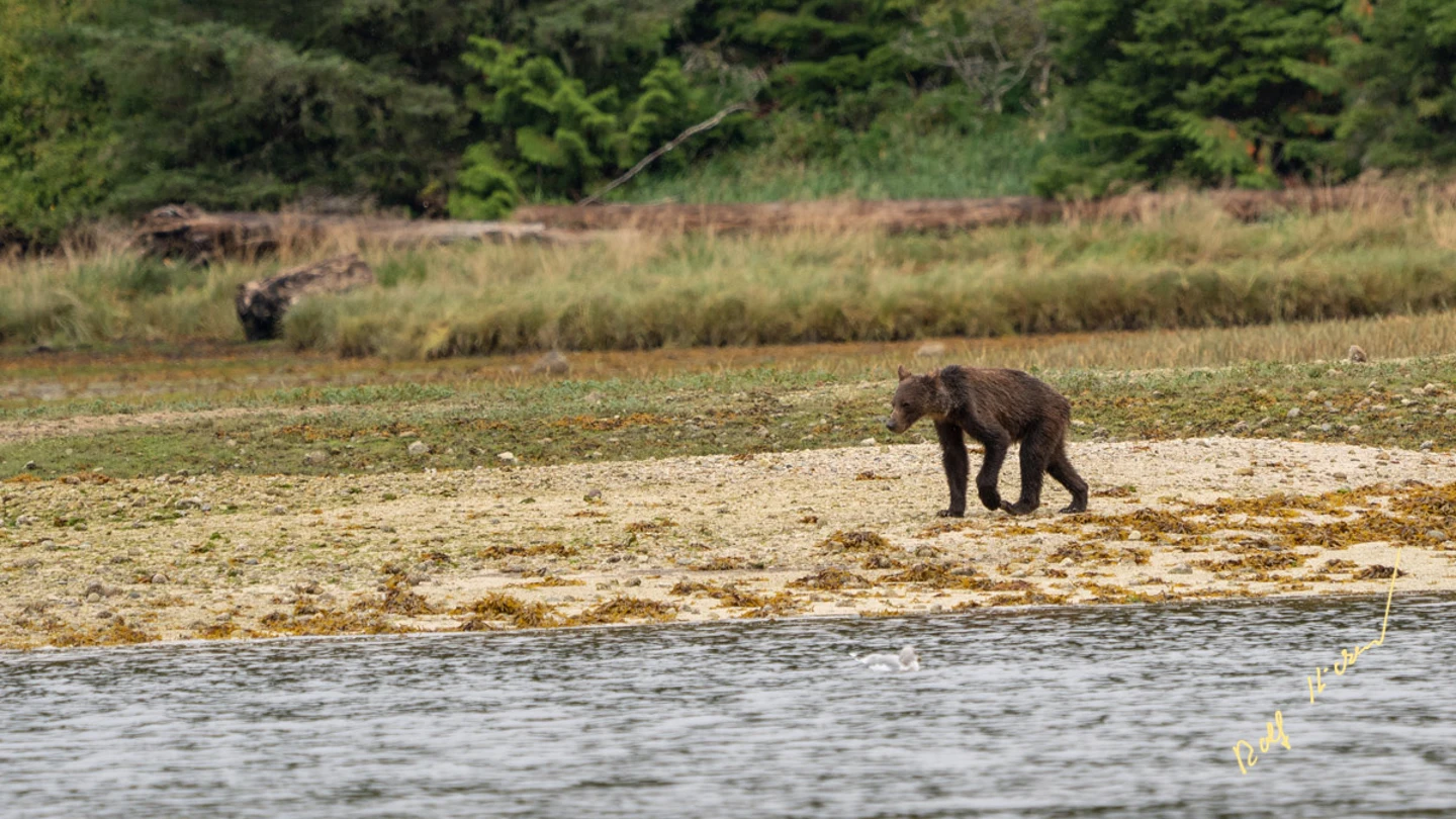 Imagen de un oso grizzly desnutrido por la falta de alimento en Canadá. Imagen de un oso grizzly desnutrido por la falta de alimento en Canadá.