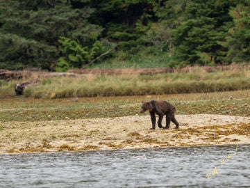 Imagen de un oso grizzly desnutrido por la falta de alimento en Canadá. Imagen de un oso grizzly desnutrido por la falta de alimento en Canadá.