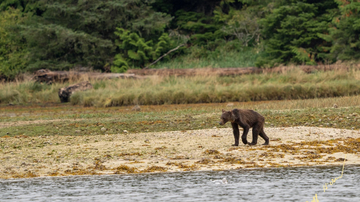 Imagen de un oso grizzly desnutrido por la falta de alimento en Canadá.