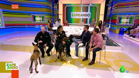 perro perro