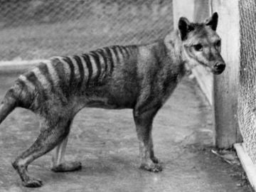 Tigre de Tasmania Tigre de Tasmania