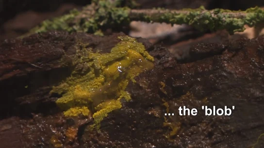 El peculiar ser vivo llamado 'blob' El peculiar ser vivo llamado 'blob'