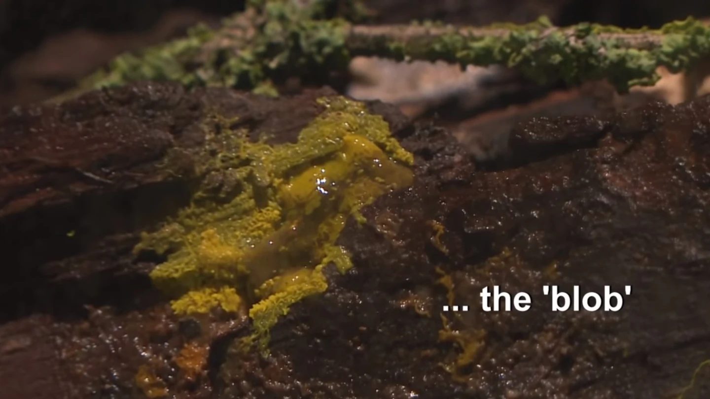 El peculiar ser vivo llamado 'blob' El peculiar ser vivo llamado 'blob'