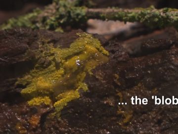 El peculiar ser vivo llamado 'blob' El peculiar ser vivo llamado 'blob'