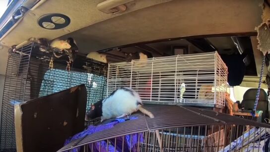 Imagen de las ratas en la furgoneta de una mujer en EEUU