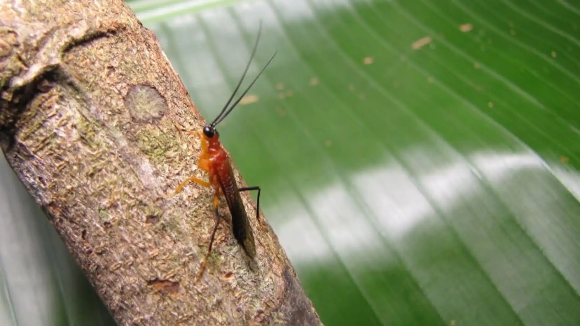 Descubierta una nueva especie de mantis religiosa imitadora de avispas