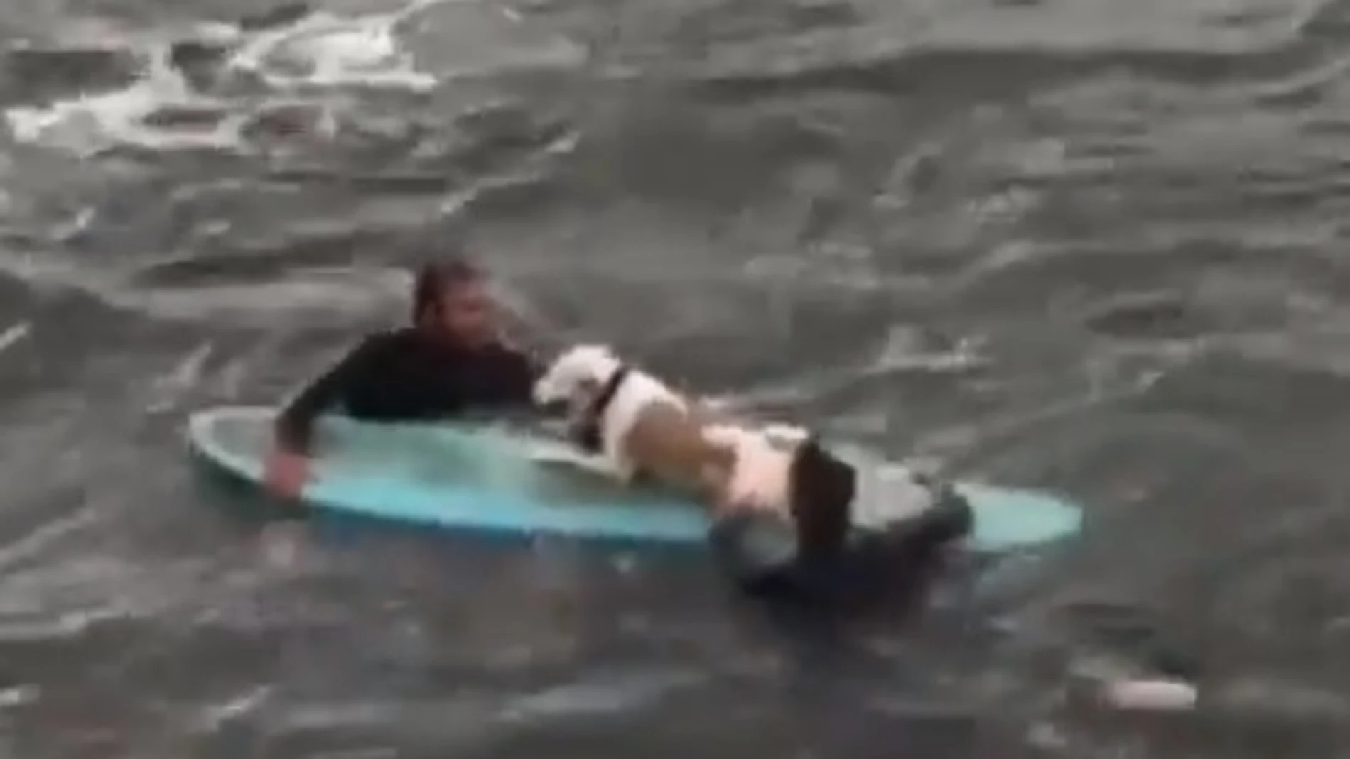 Dos surfistas logran rescatar a un perro en Getxo