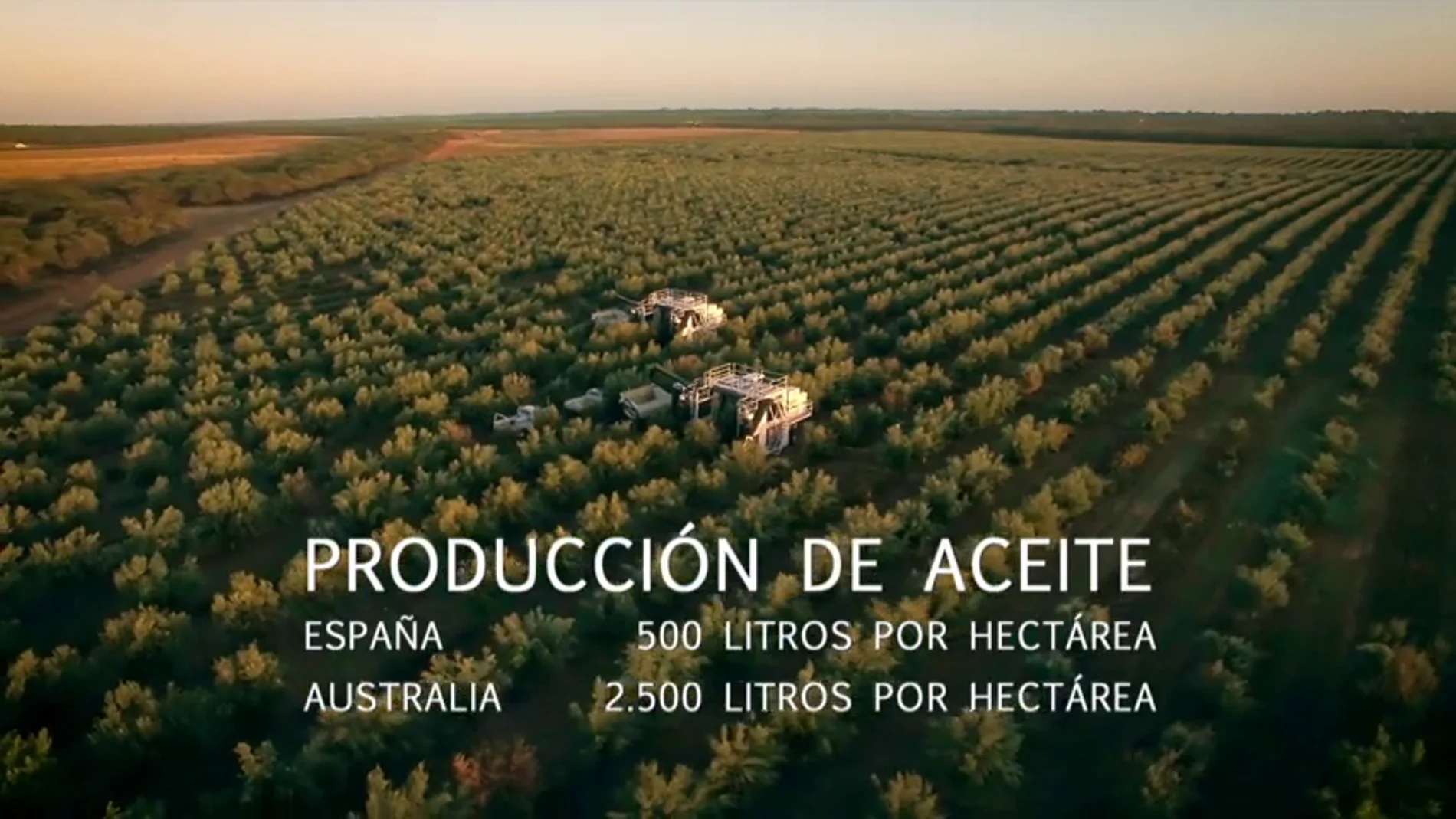 La técnica de regadío australiana con la que se podría cuadruplicar la productividad de aceite de oliva en España