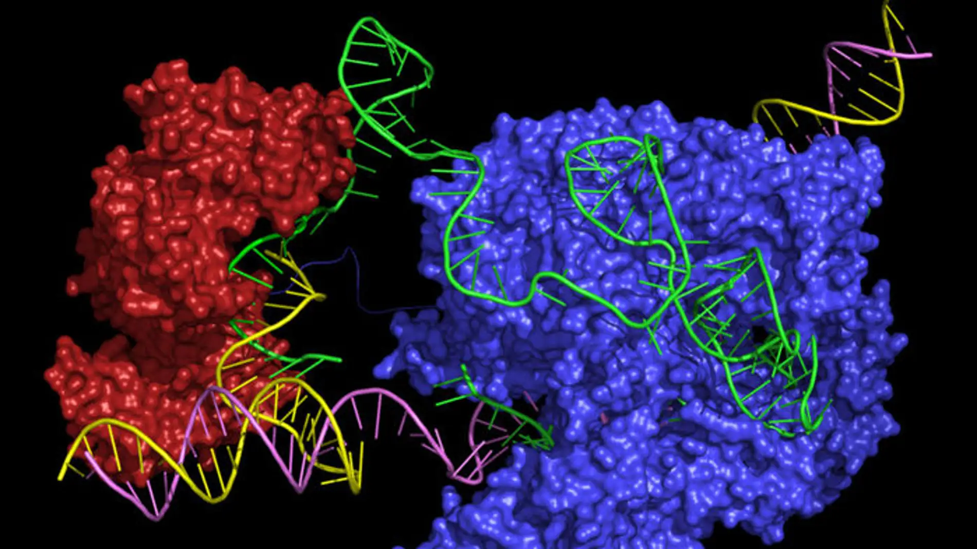 Un nuevo editor CRISPR podria corregir casi todas las enfermedades geneticas