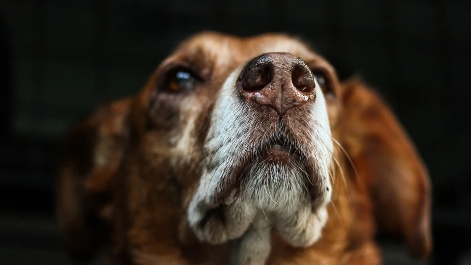 Imagen de archivo de un perro