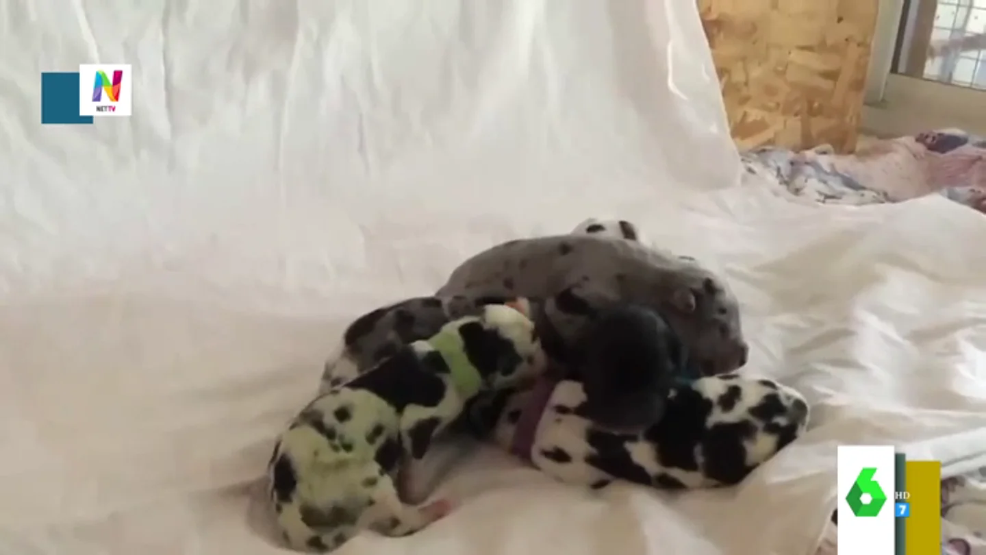 Sí, ha nacido un perro verde en EEUU Sí, ha nacido un perro verde en EEUU
