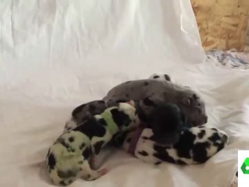 Sí, ha nacido un perro verde en EEUU Sí, ha nacido un perro verde en EEUU