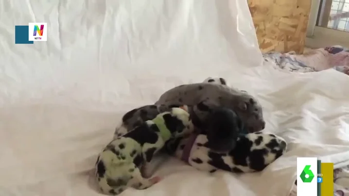 Sí, ha nacido un perro verde en EEUU Sí, ha nacido un perro verde en EEUU