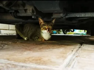 Gato debajo de un coche Gato debajo de un coche