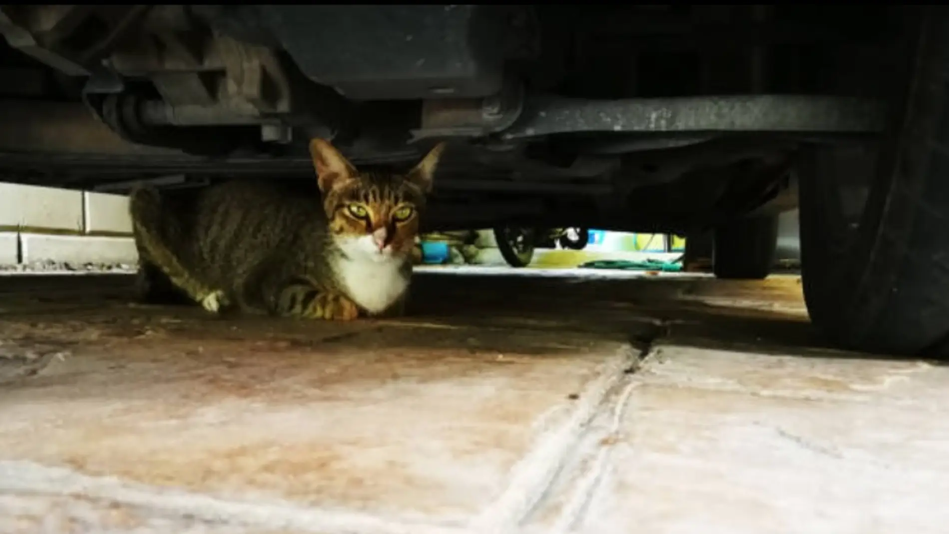 Gato debajo de un coche