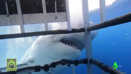 TiburonJugonesOK TiburonJugonesOK