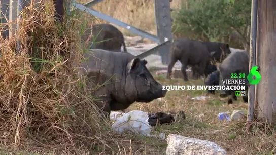 'Las cuatro plagas', en Equipo de Investigación 'Las cuatro plagas', en Equipo de Investigación