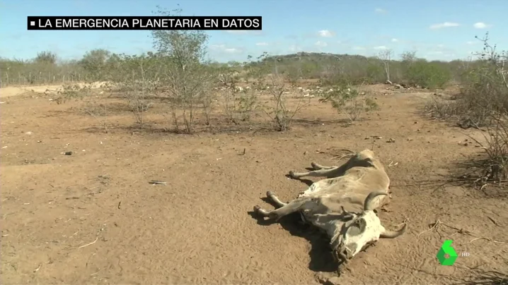 Los datos que alertan de la emergencia planetaria: han desaparecido el 60% de los vertebrados en sólo 50 años