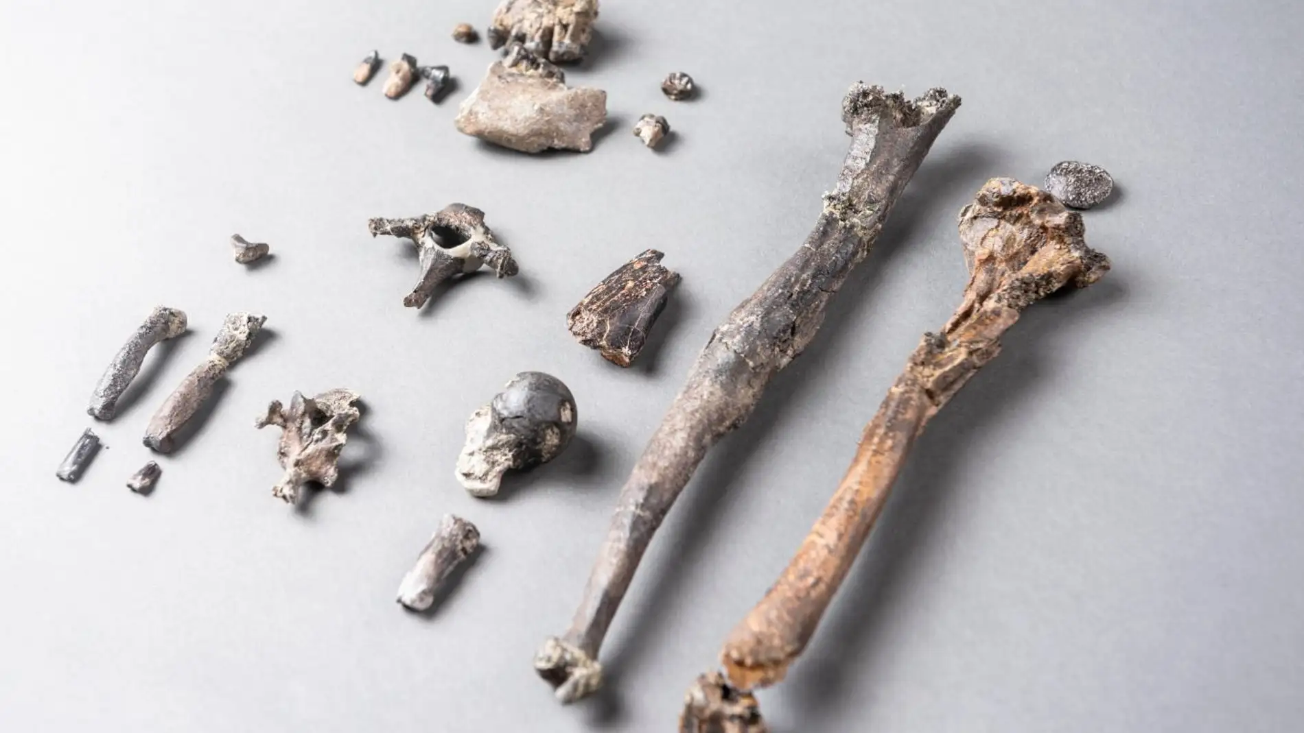 Los fosiles del primer simio erguido revolucionan el origen del bipedismo