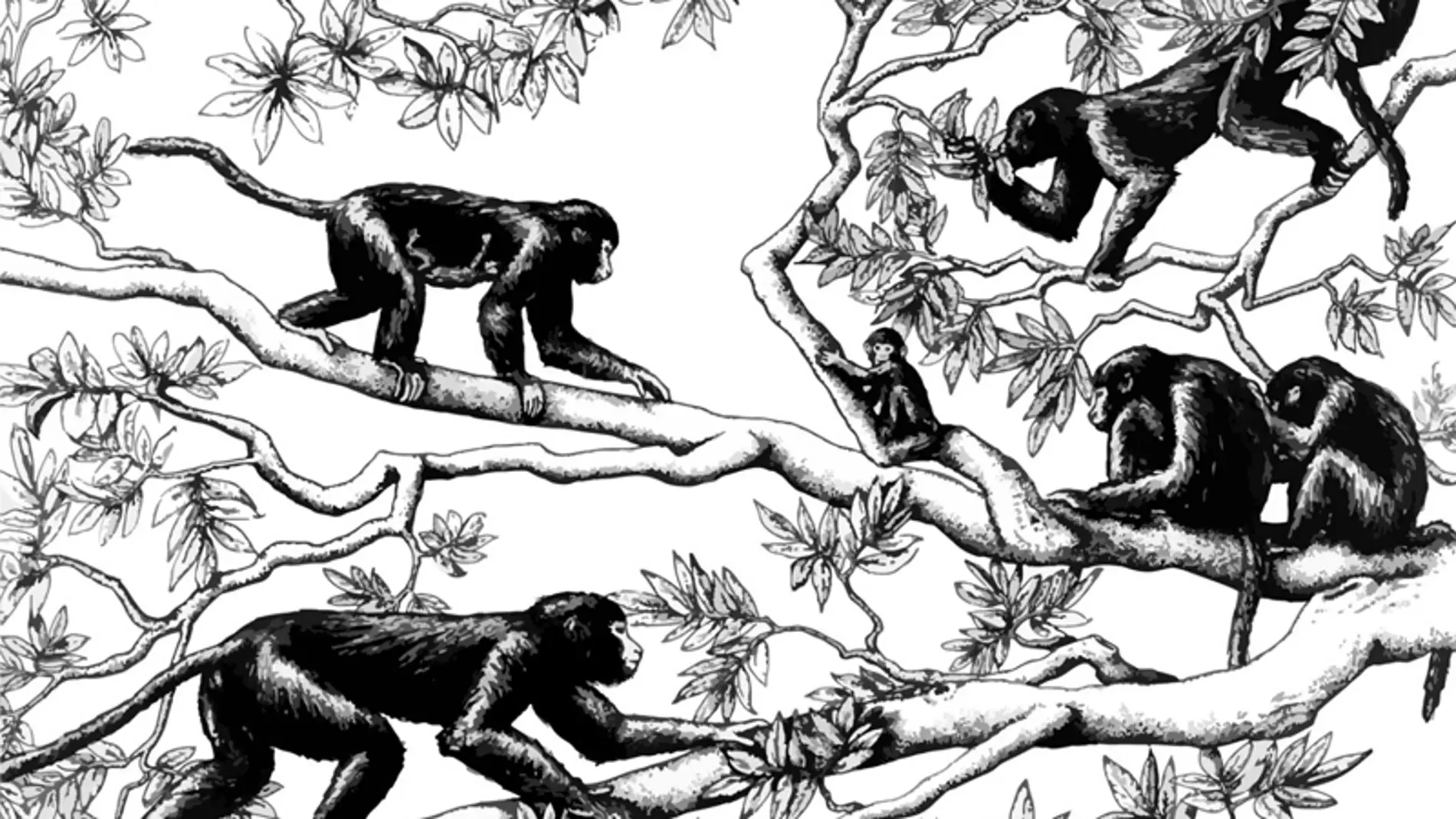 Un femur de 30 millones de anos arroja luz sobre la evolucion de los primates