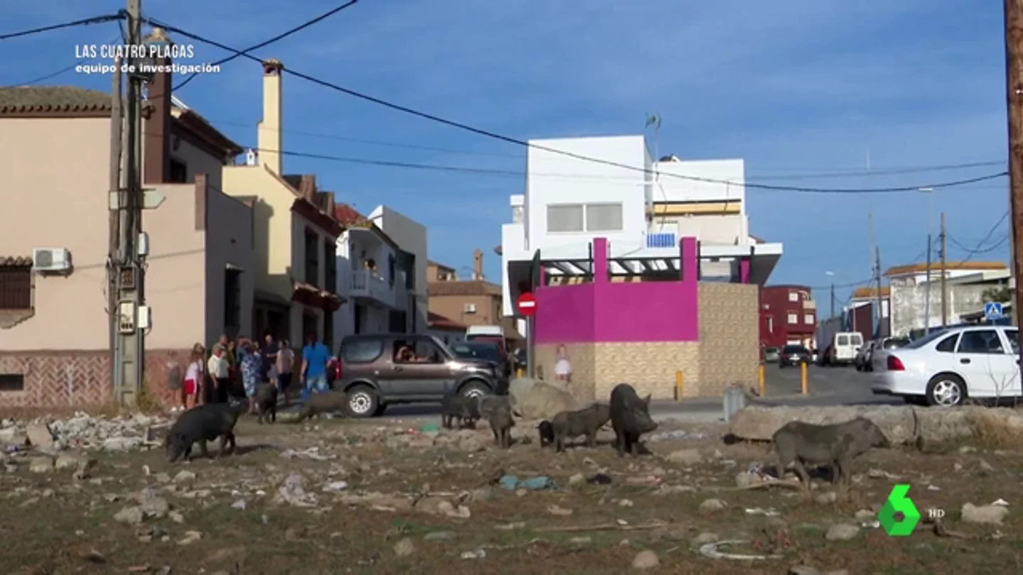 Así es el mal rojo, la enfermedad que transmite el cerdo vietnamita Así es el mal rojo, la enfermedad que transmite el cerdo vietnamita