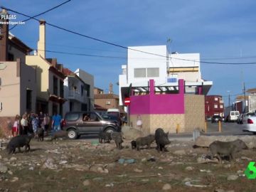 Así es el mal rojo, la enfermedad que transmite el cerdo vietnamita Así es el mal rojo, la enfermedad que transmite el cerdo vietnamita