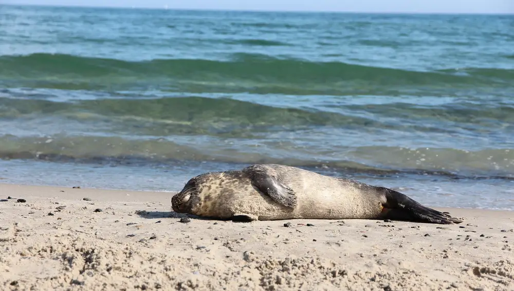 Fauna en Grenen