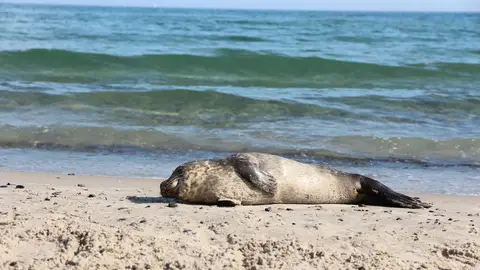 Fauna en Grenen Fauna en Grenen