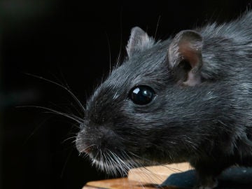Rata negra Rata negra