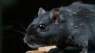 Imagen de archivo de una rata