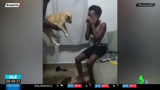 perro perro