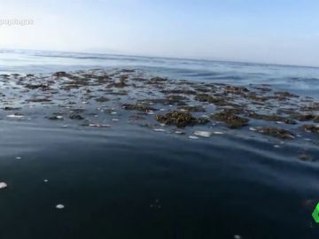 El alga asiática: la especie invasora que ataca la economía de Andalucía El alga asiática: la especie invasora que ataca la economía de Andalucía