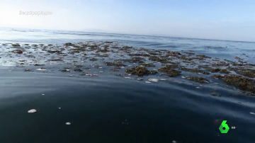 El alga asiática: la especie invasora que ataca la economía de Andalucía