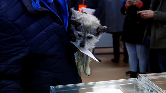Un perro en un colegio electoral durante las elecciones del 10N Un perro en un colegio electoral durante las elecciones del 10N
