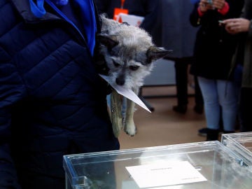 Un perro en un colegio electoral durante las elecciones del 10N Un perro en un colegio electoral durante las elecciones del 10N