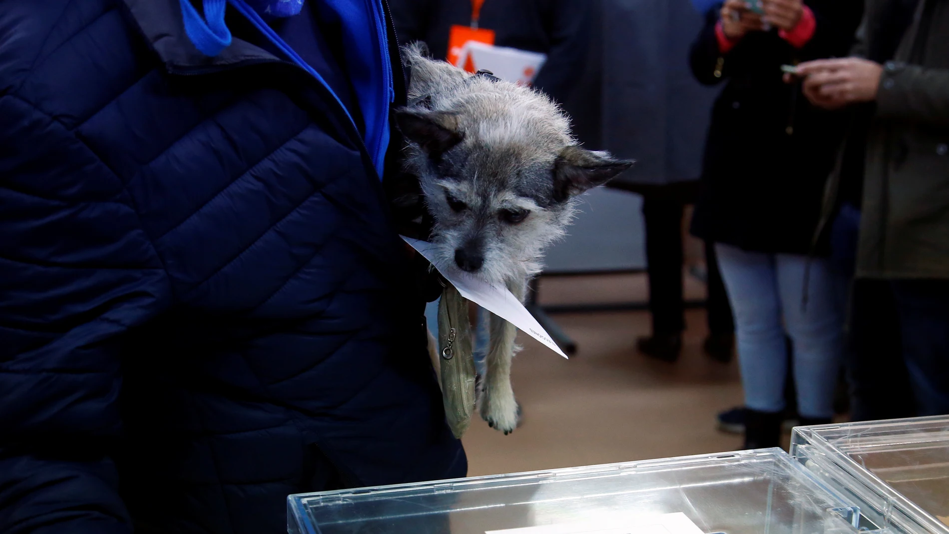 Un perro en un colegio electoral durante las elecciones del 10N