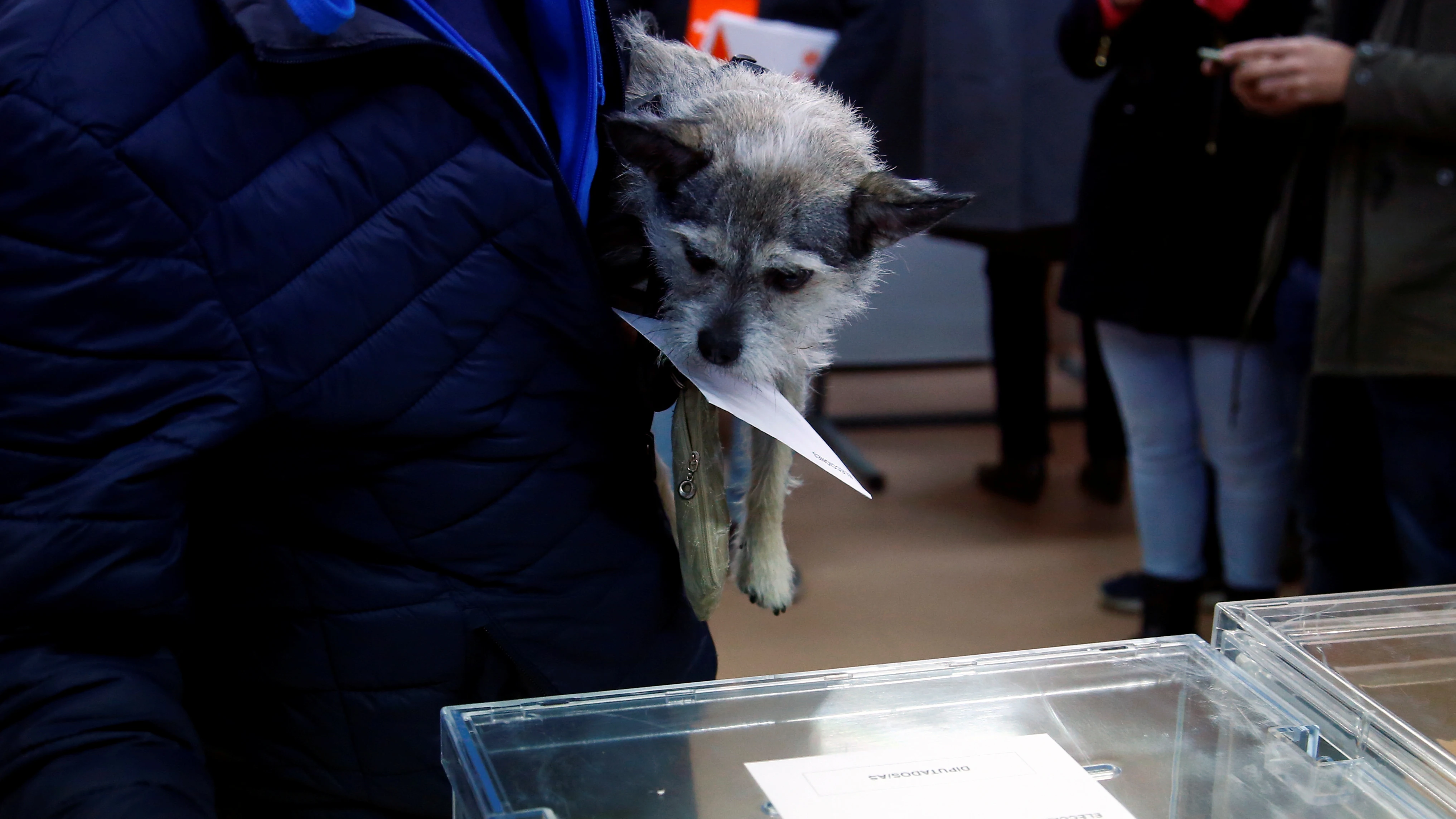 Un perro en un colegio electoral durante las elecciones del 10N