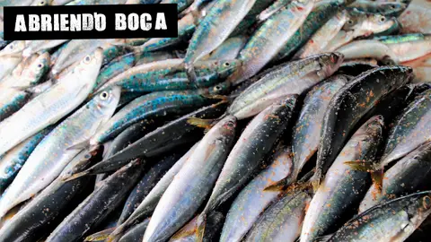 Pescado Pescado