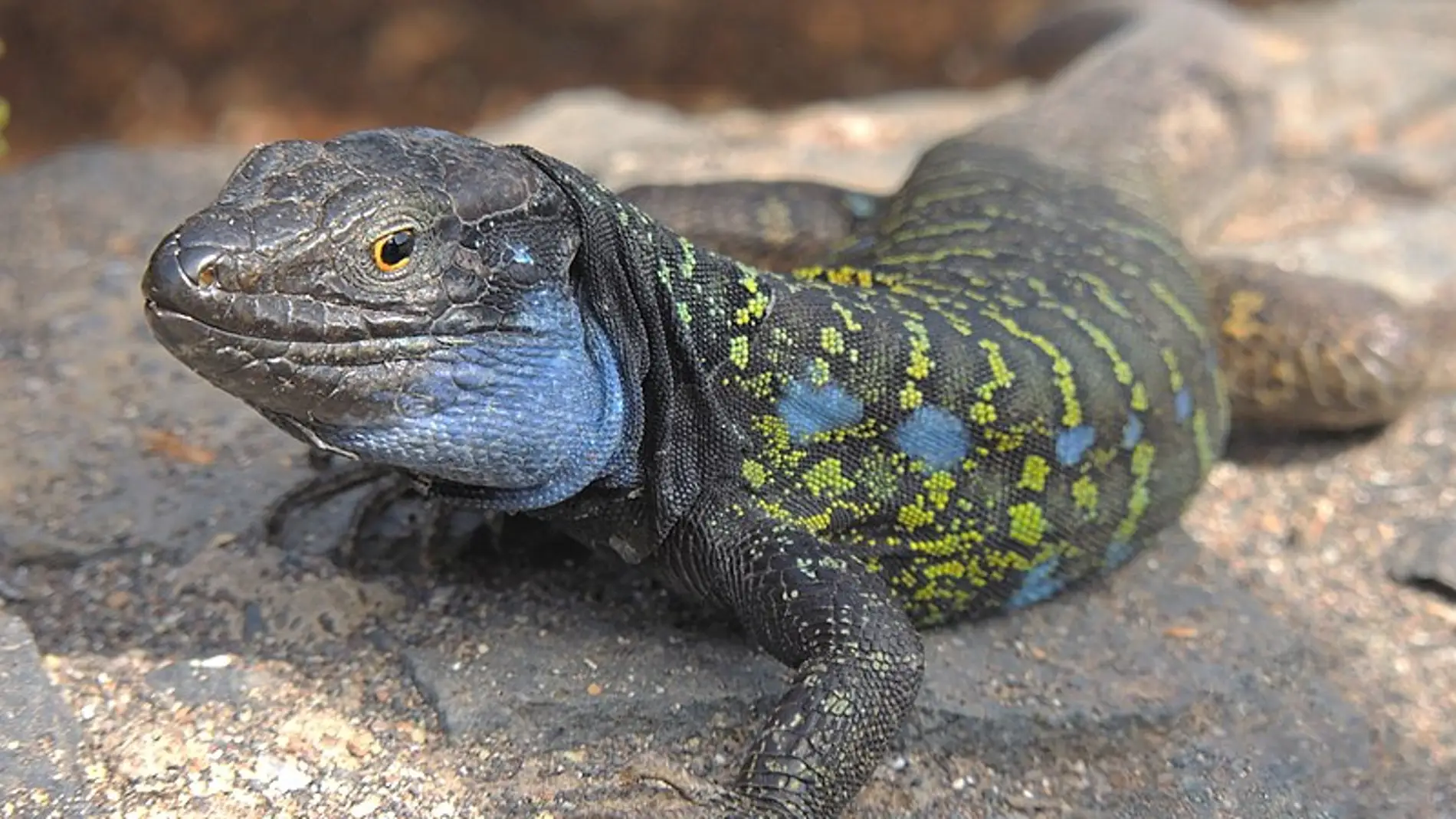 Rayos X para estudiar la evolucion del lagarto gigante de La Palma