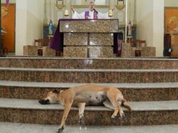 Perro descansando en una misa del sacerdote João Paulo Araujo Gomes Perro descansando en una misa del sacerdote João Paulo Araujo Gomes