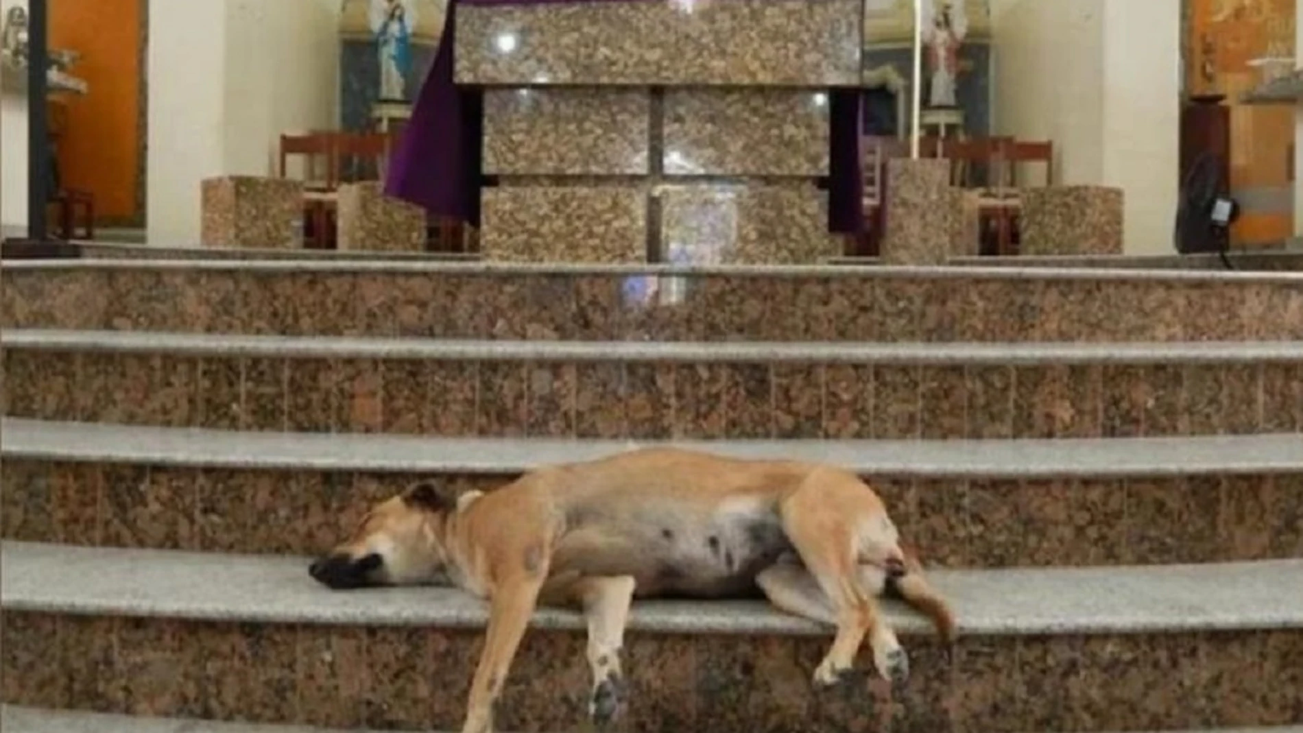 Perro descansando en una misa del sacerdote João Paulo Araujo Gomes 