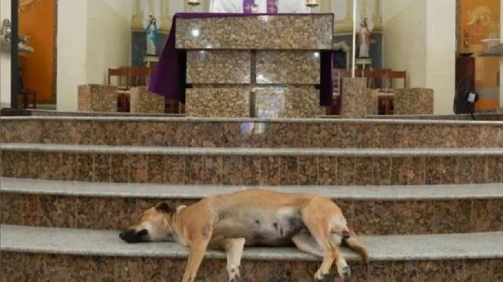 Perro descansando en una misa del sacerdote João Paulo Araujo Gomes 