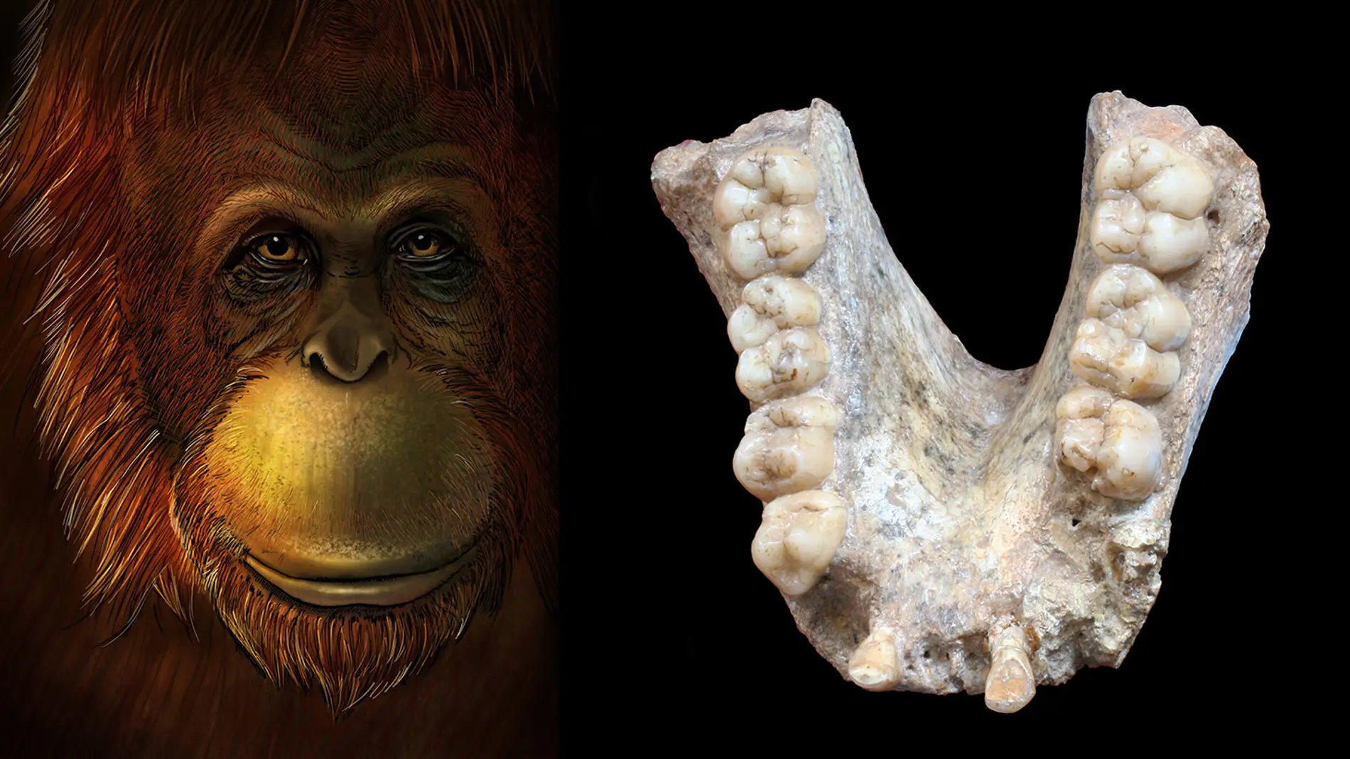 El gigante extinto Gigantopithecus era pariente lejano del orangutan