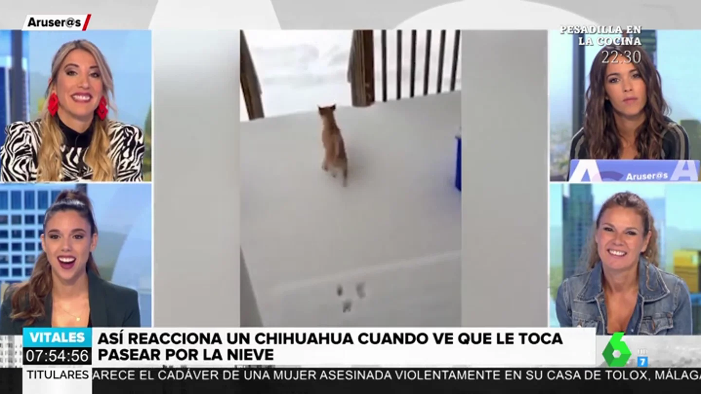 La divertida reacción de un chihuahua al ver que tiene que pasear con nieve La divertida reacción de un chihuahua al ver que tiene que pasear con nieve