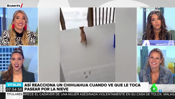 La divertida reacción de un chihuahua al ver que tiene que pasear con nieve