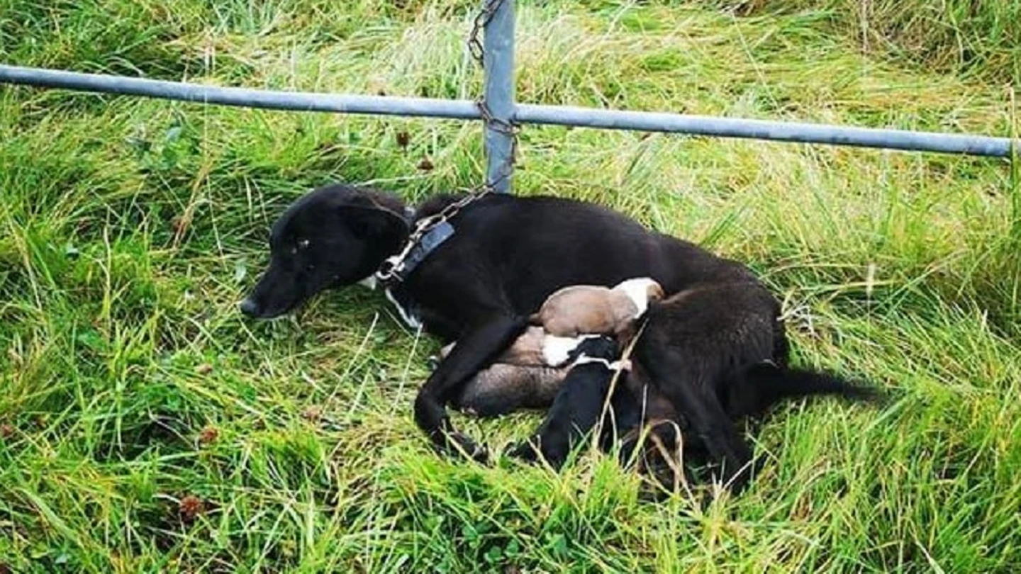 Imagen de la perra encontrada abandonada junto a sus cachorros en Irlanda Imagen de la perra encontrada abandonada junto a sus cachorros en Irlanda