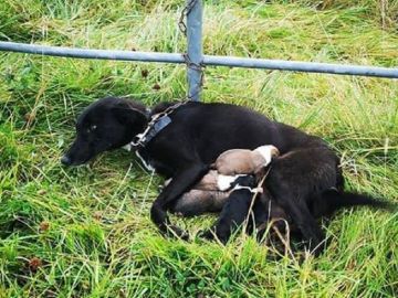 Imagen de la perra encontrada abandonada junto a sus cachorros en Irlanda Imagen de la perra encontrada abandonada junto a sus cachorros en Irlanda