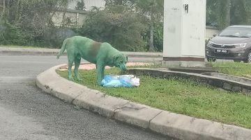 El perro pintado de verde buscando comida entre la basura