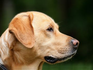 perro labrador perro labrador